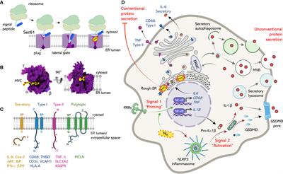The One That Got Away: How Macrophage-Derived IL-1β Escapes the Mycolactone-Dependent Sec61 Blockade in <mark class="highlighted">Buruli Ulcer</mark>
